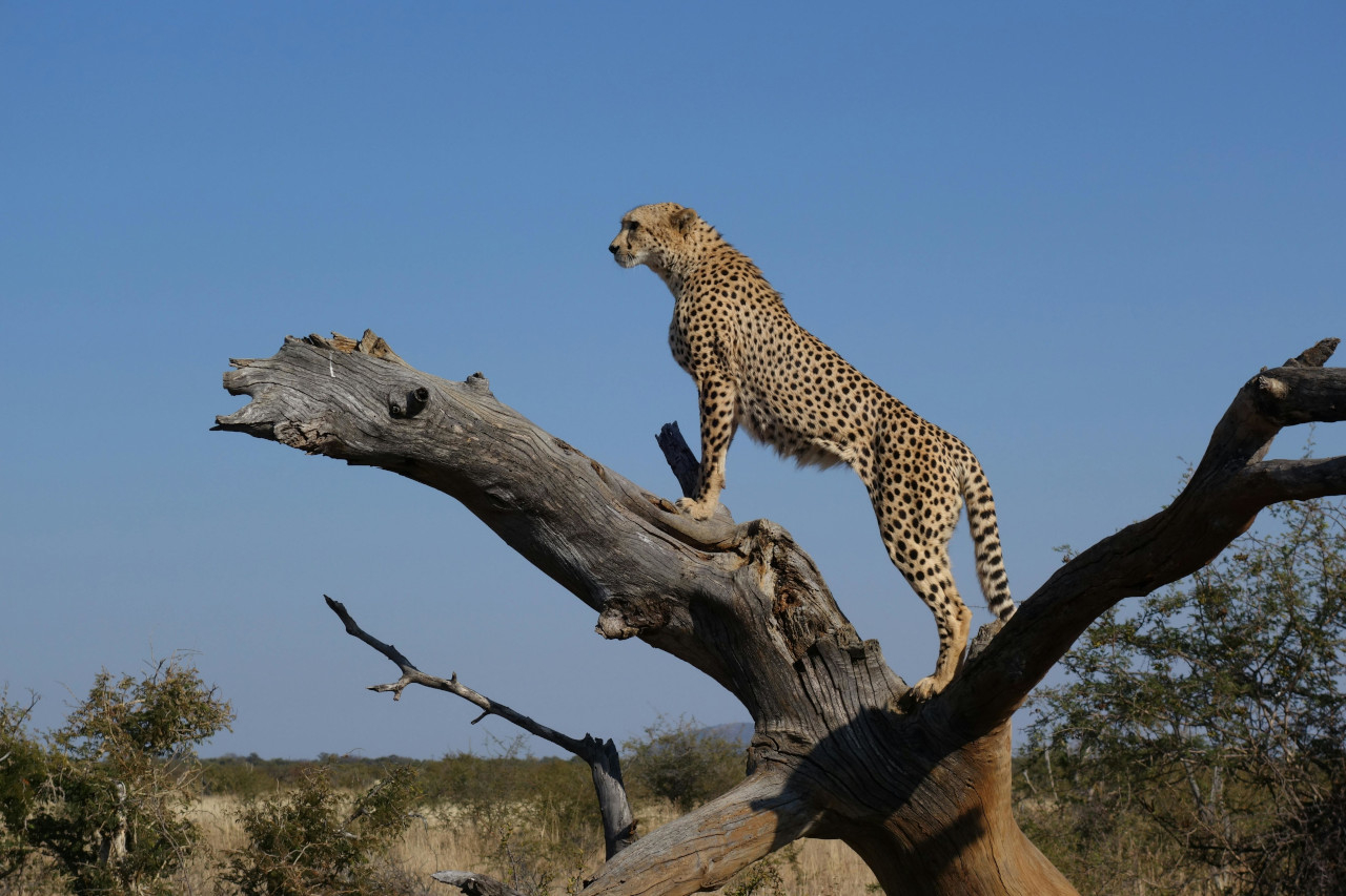 Safari in Tanzania